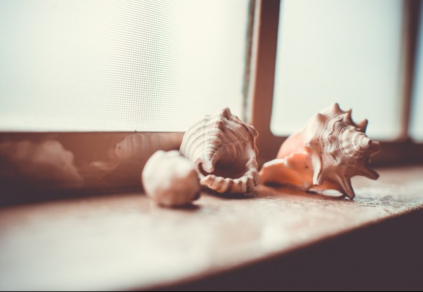 Conch Shells